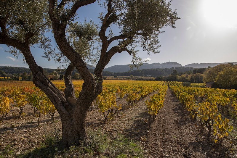Vignobles AOC de Cassis - Dégustation vin blanc provençal
